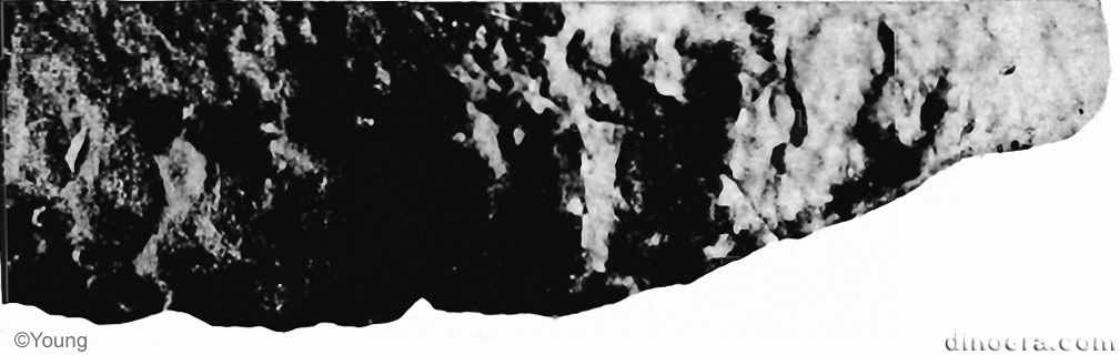 Neoprocolophon asiaticus