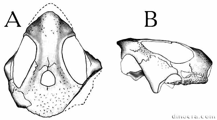 Neoprocolophon asiaticus