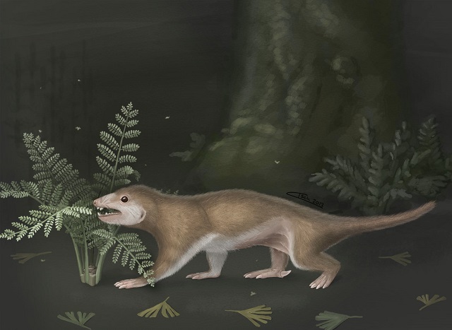 Megaconus mammaliaformis