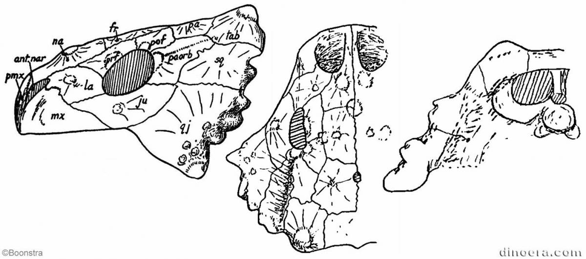 Nochelesaurus alexanderi