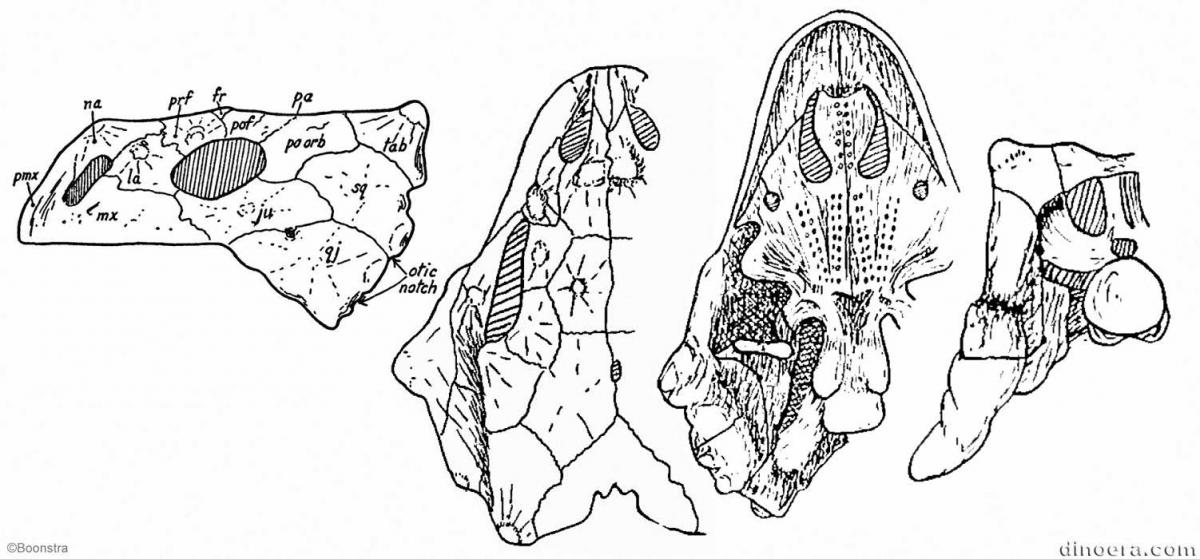 Nochelesaurus alexanderi
