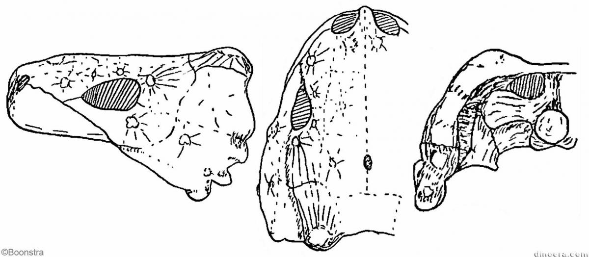 Nochelesaurus alexanderi