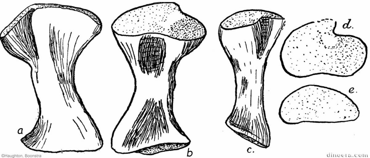 Nochelesaurus alexanderi 