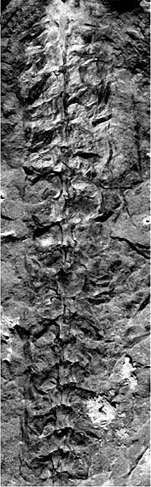 Nudasporestrobus ningxicus 01 cc