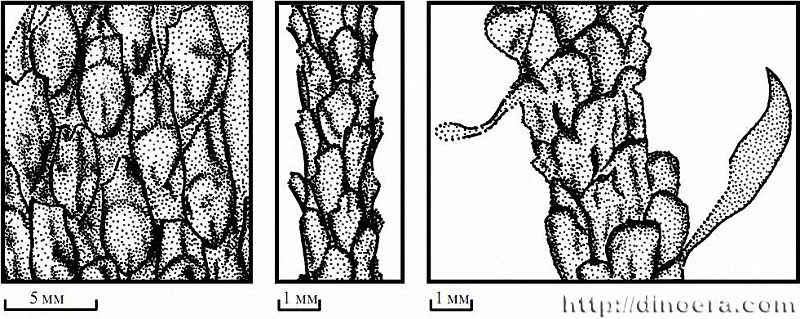 Ogneuporia seleznevae 01