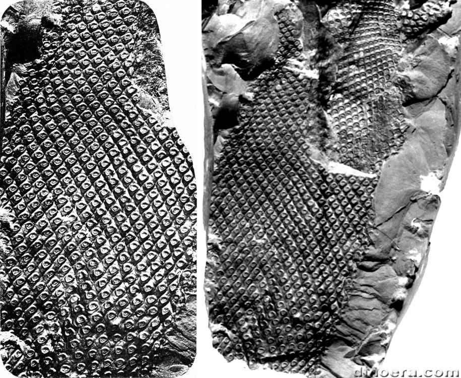 Omphalophloios anglicus 02-05 cc