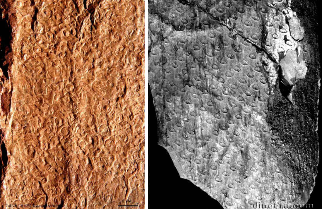 Omphalophloios bodei 01-03 cc