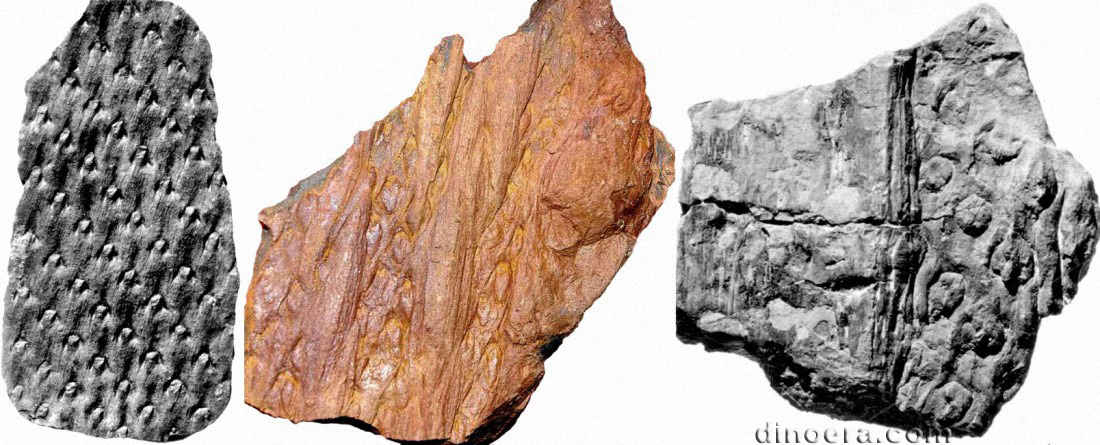 Omphalophloios cyclostigma 01-02-03 cc