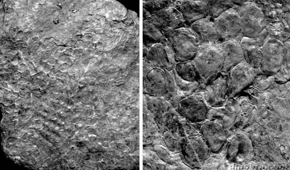 Omphalophloios orzeschensi 01-02 cc
