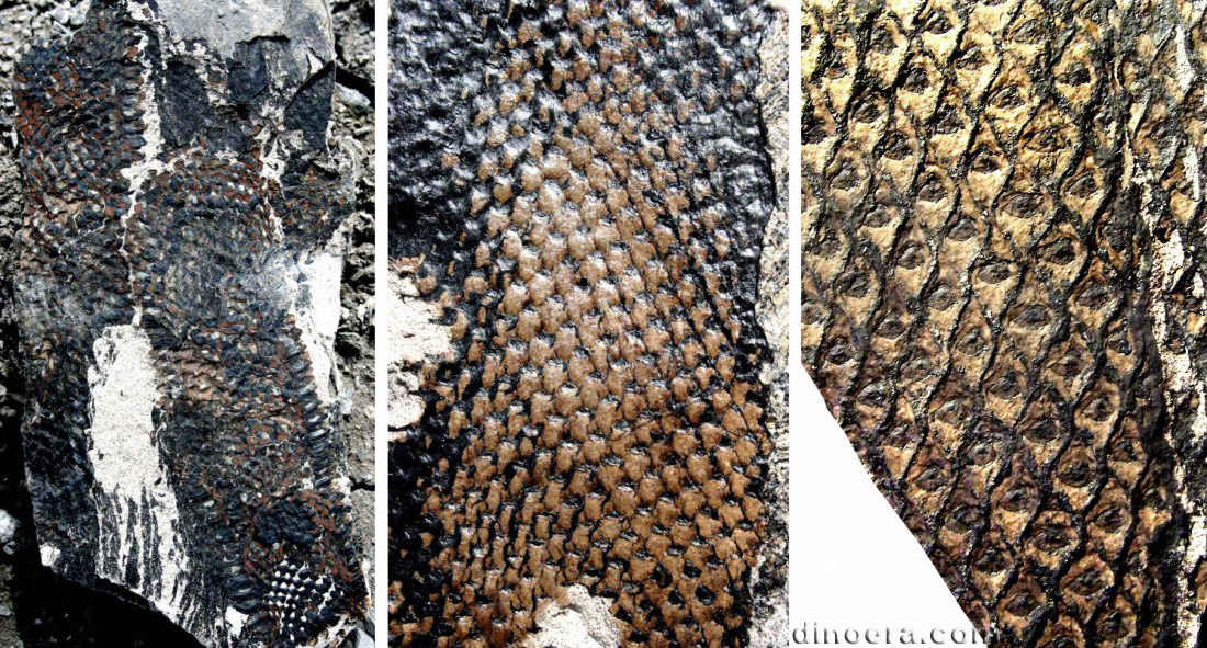 Omphalophloios puertollanense 03-04-11 cc