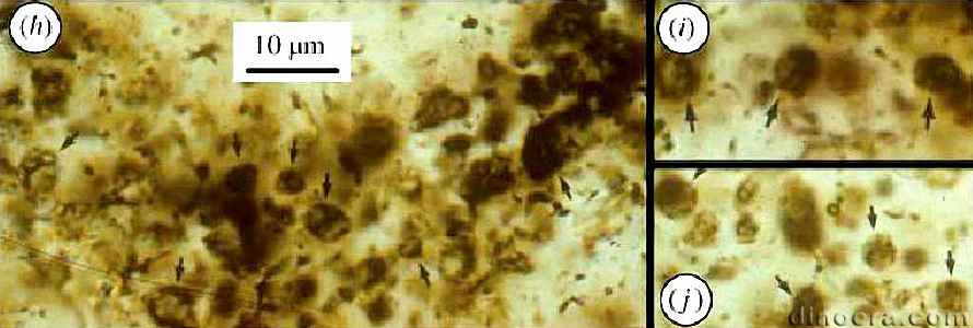 Onverwacht Kromberg Formation 48 cc