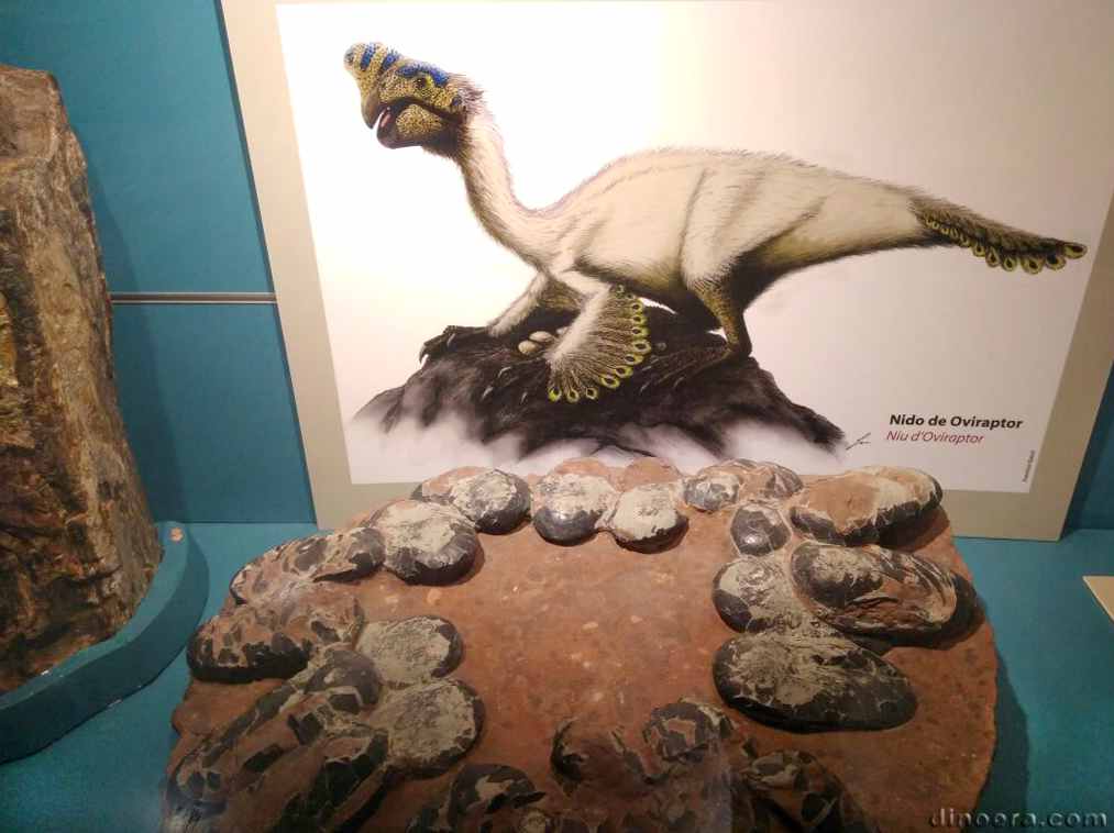 Oviraptor eggs