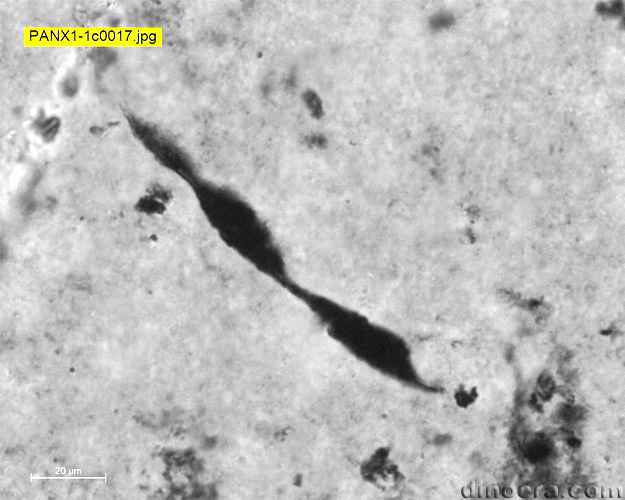 Panorama 14 microfossils cc