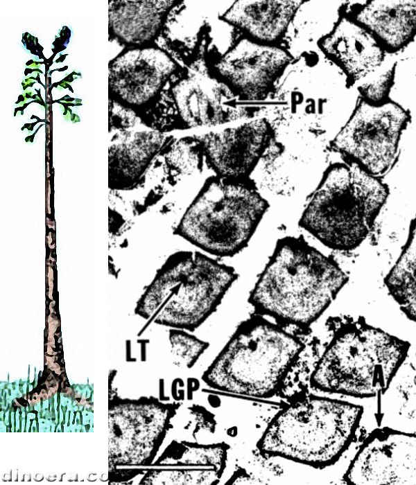 Paralycopodites brevifolius 01-02 cc
