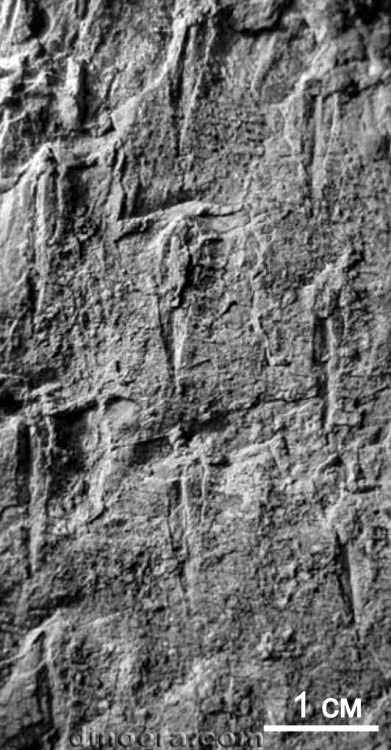 Paratomiodendron subregulare 01 cc