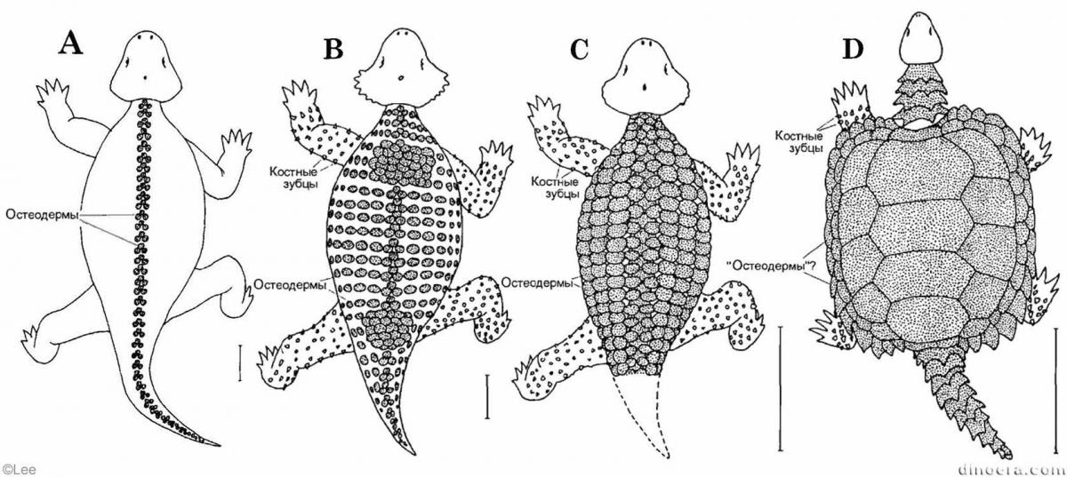 Pareiasauria