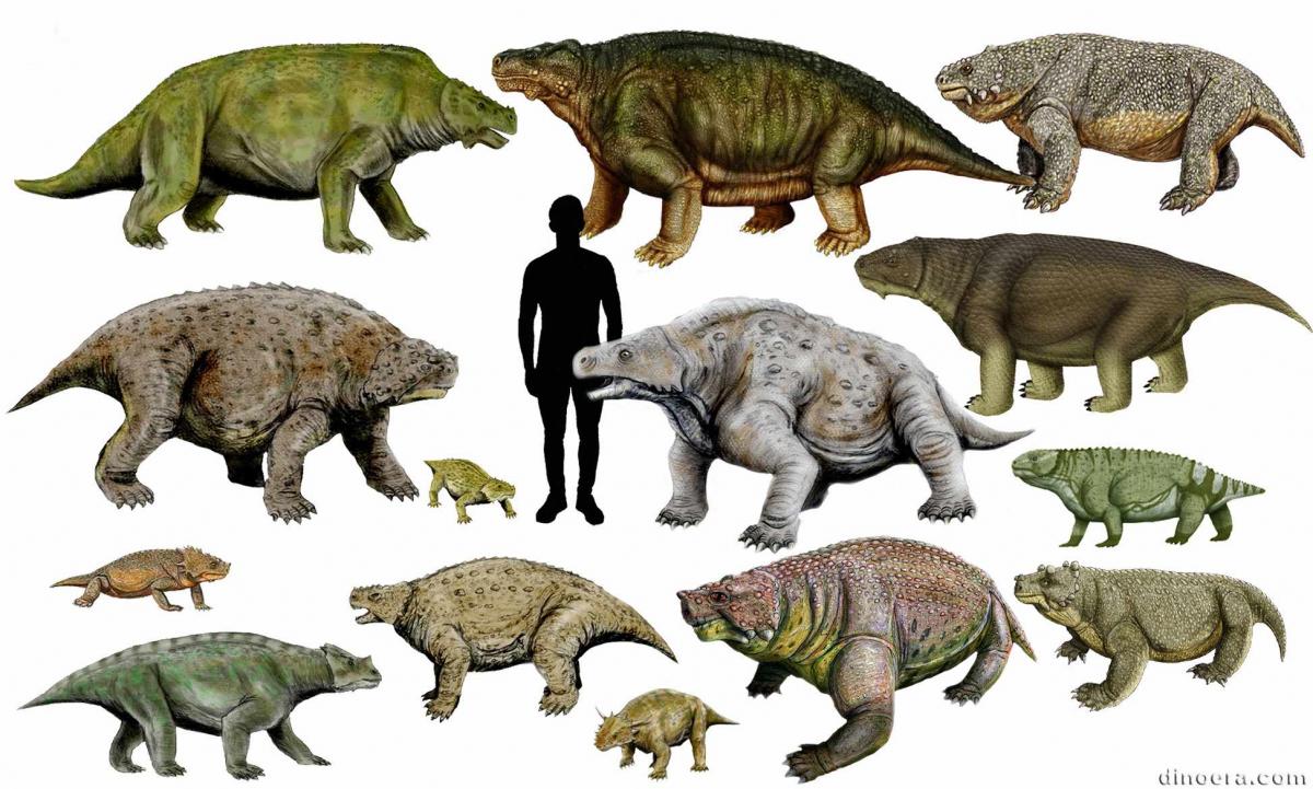 Pareiasauria