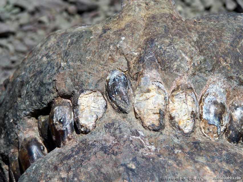 Pareiasauria - Bradysaurus baini