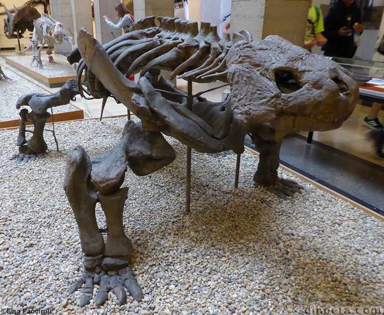 Bradysaurus seeleyi