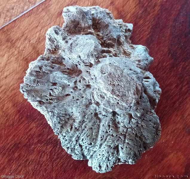 Pareiasauria