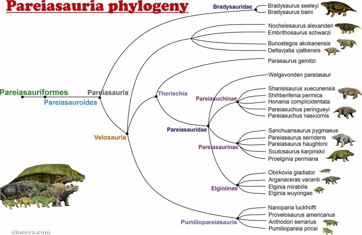 Pareiasauria phylogeny