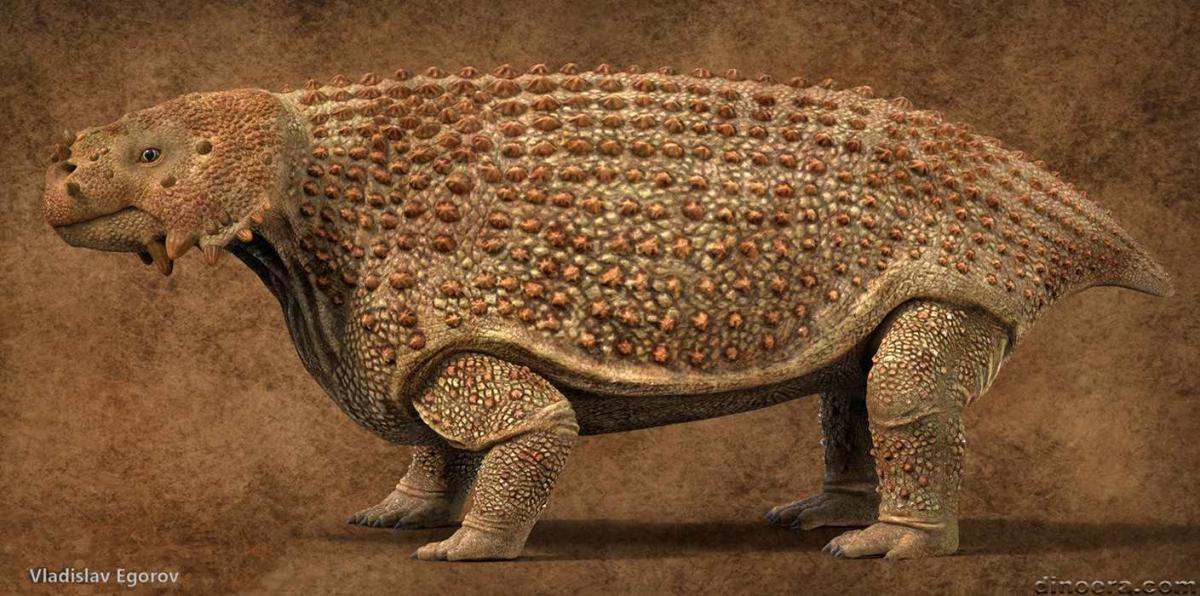 Pareiasauria - Scutosaurus karpinskii