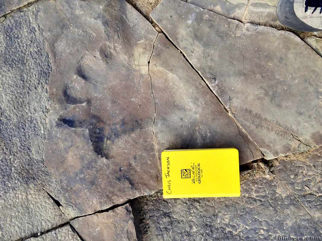Pareiasauria tracks