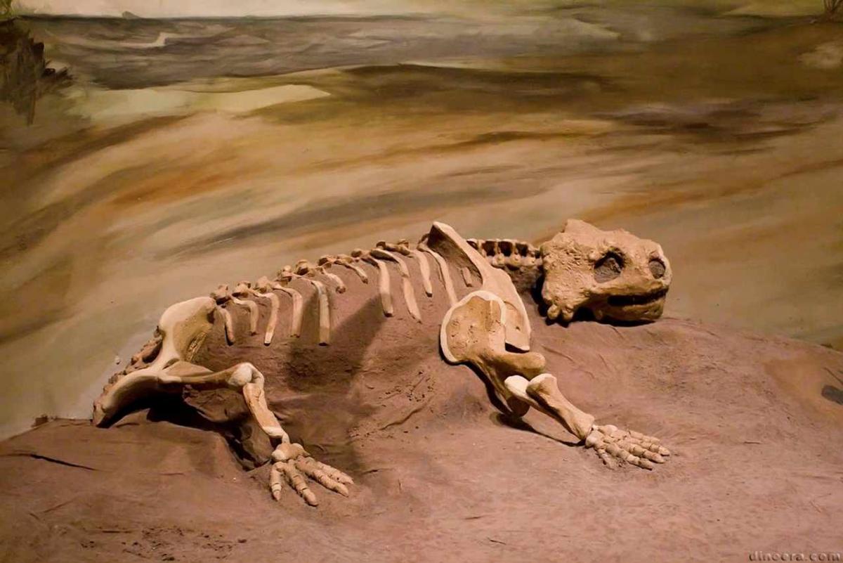 Pareiasaurus