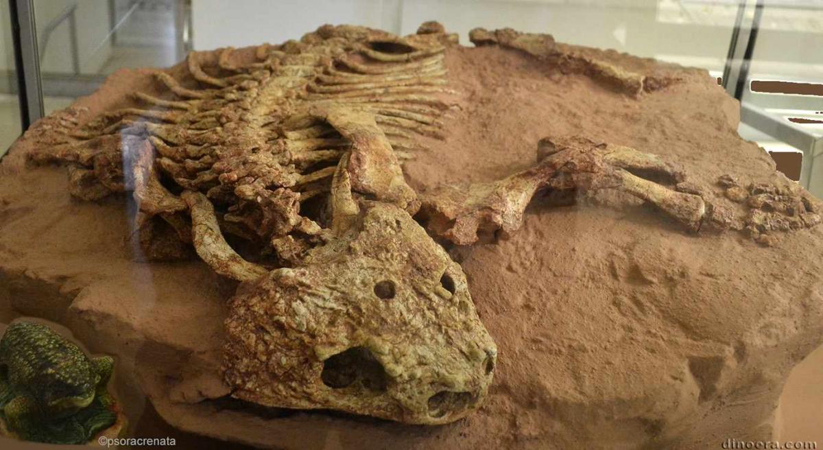 Pareiasaurus