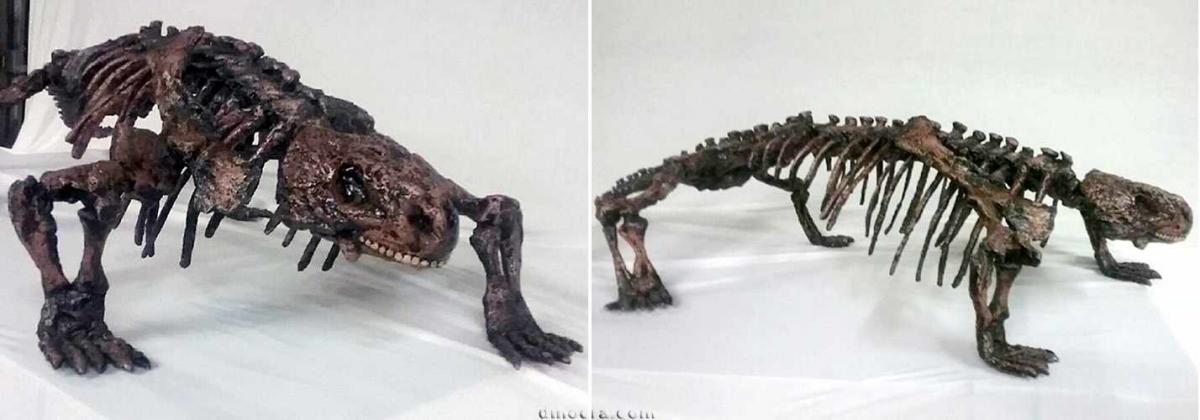 Pareiasaurus