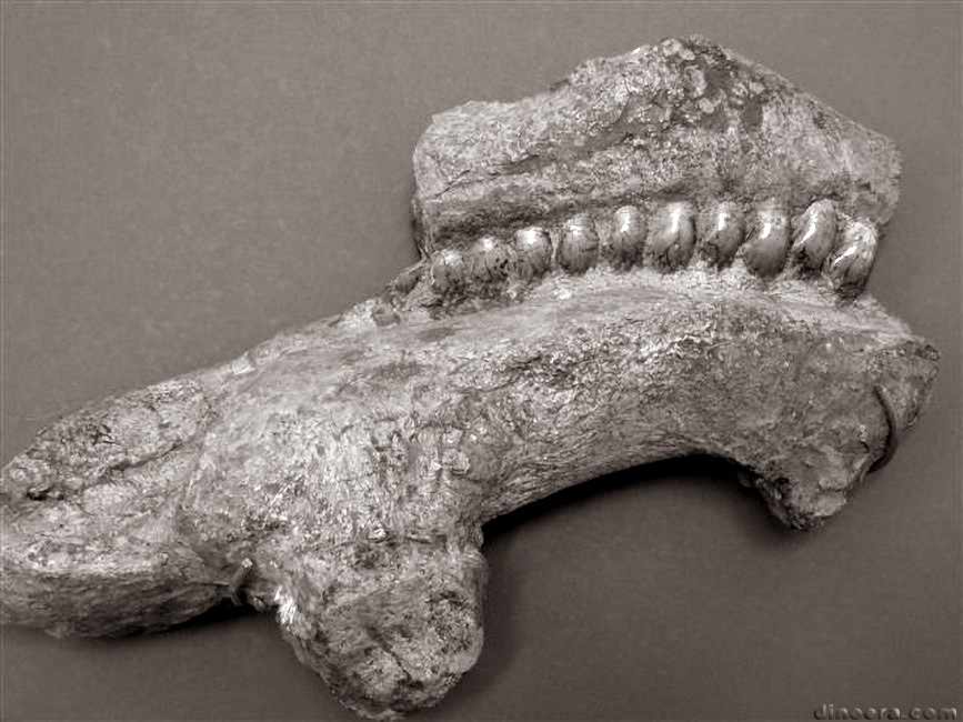 Pareiasaurus