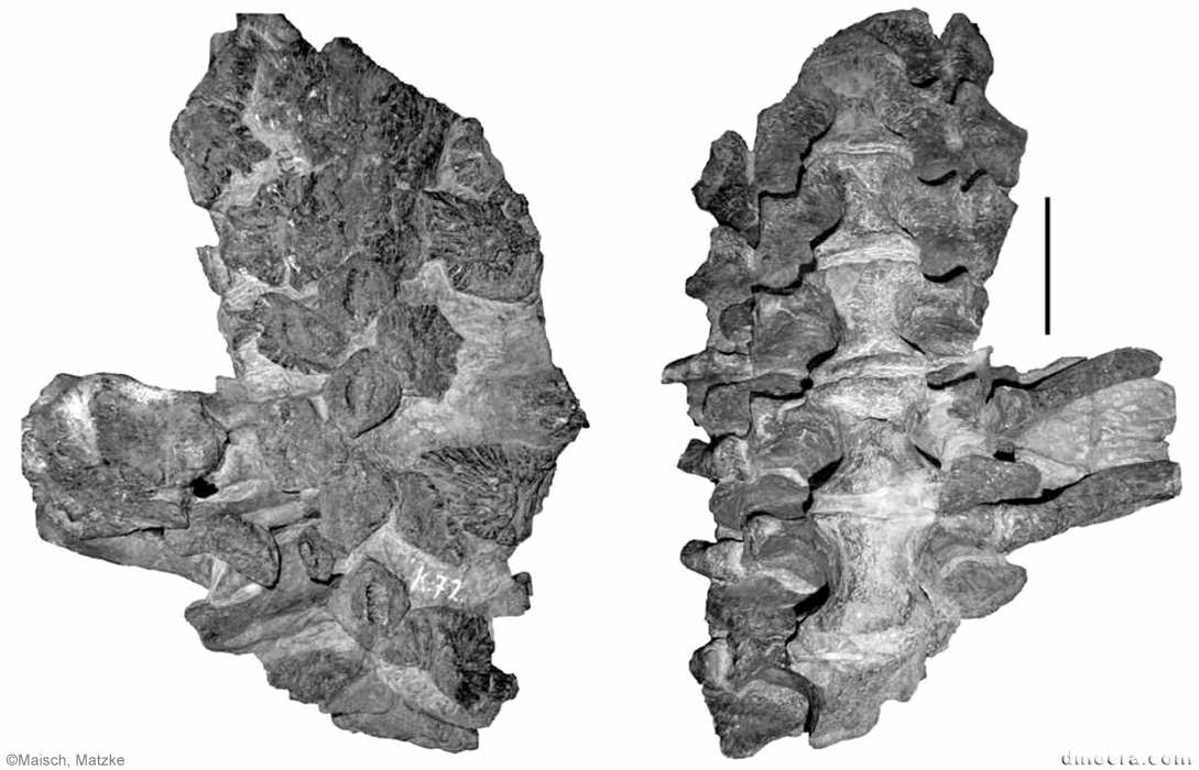 Pareiasaurus haughtoni