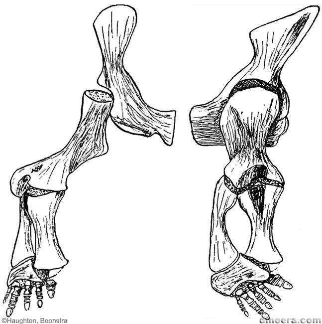 Pareiasaurus serridens