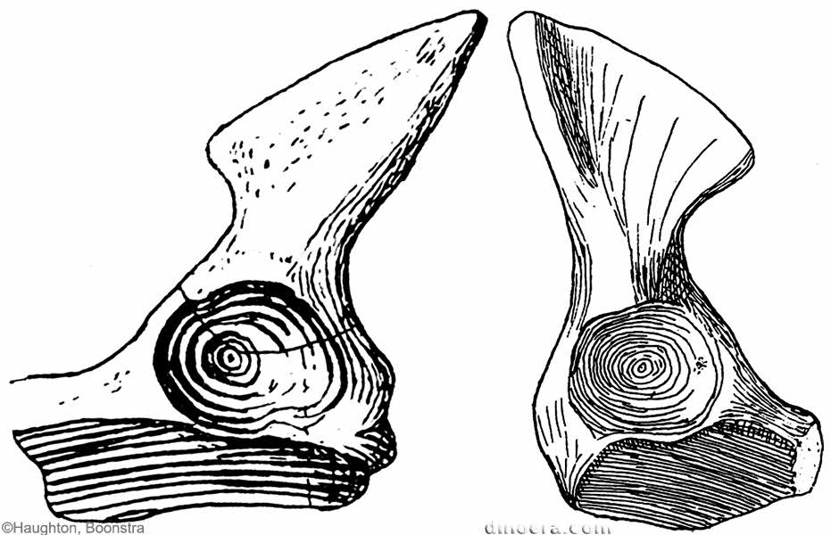 Pareiasaurus serridens