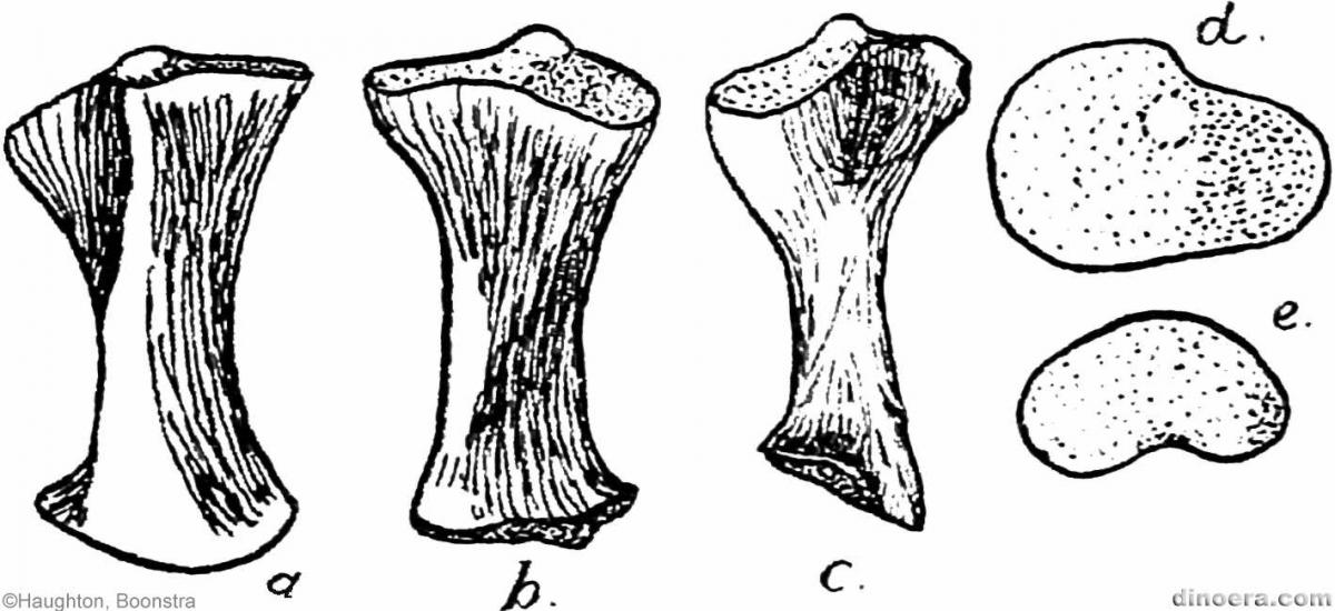 Pareiasaurus serridens