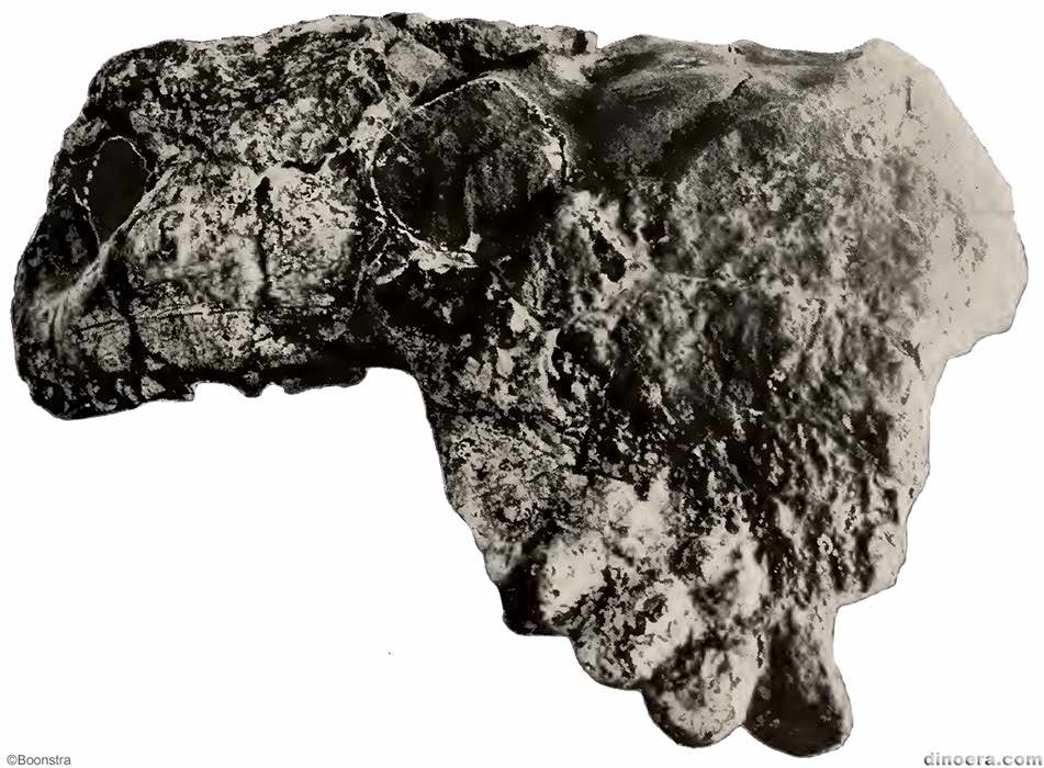 Pareiasaurus serridens