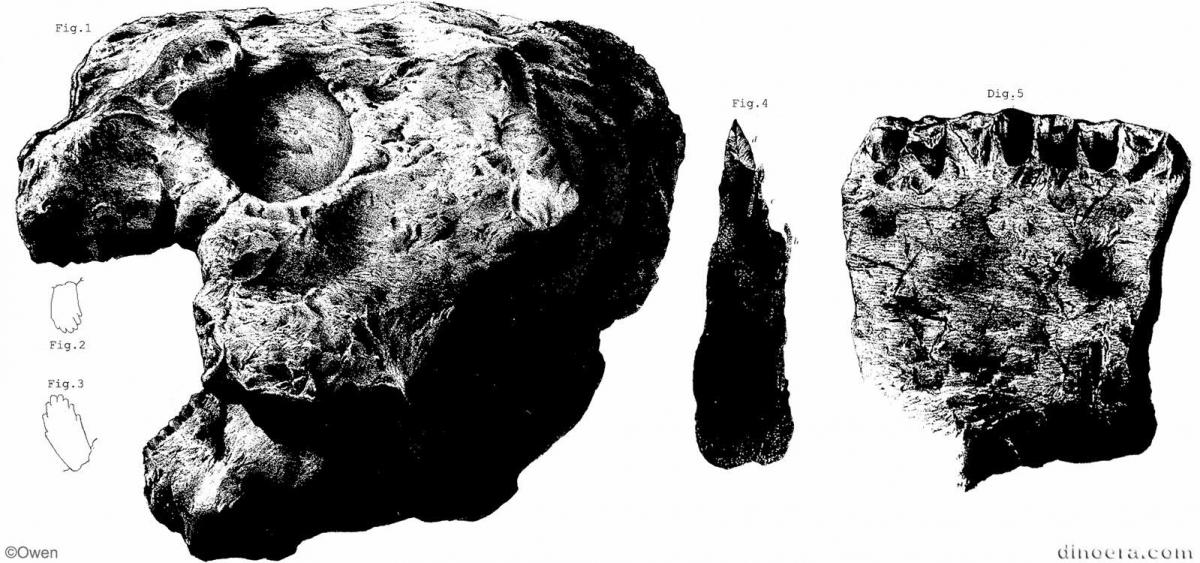Pareiasaurus serridens