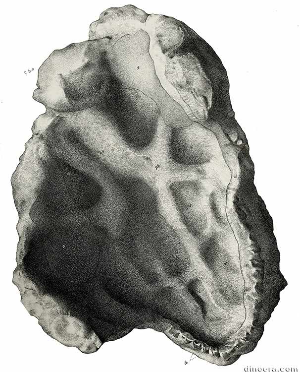 Pareiasaurus serridens