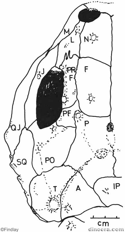 Pareiasaurus serridens