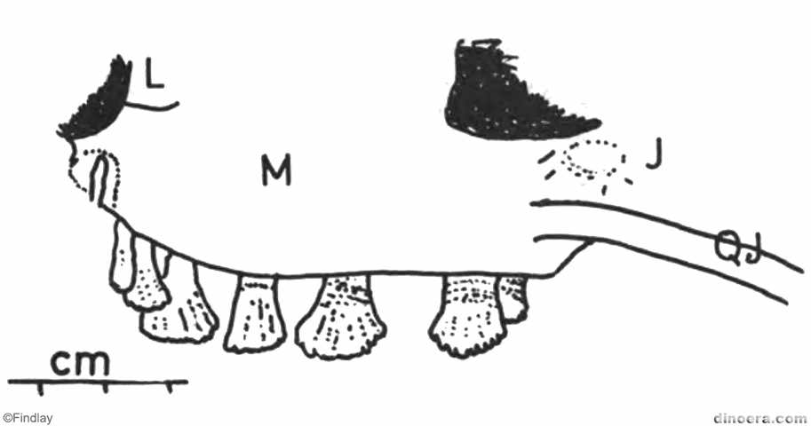 Pareiasaurus serridens