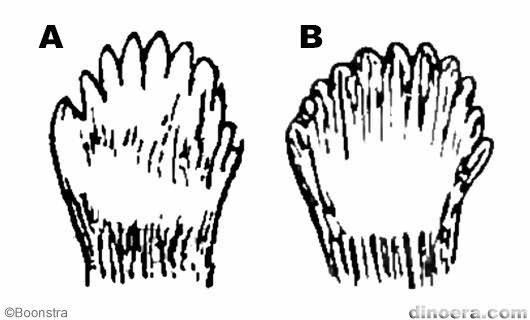 Pareiasaurus serridens