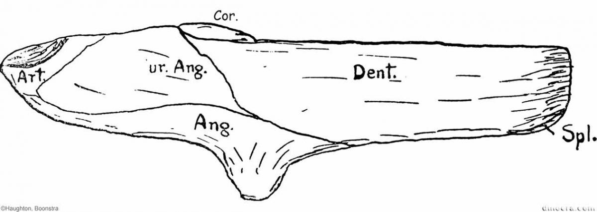 Pareiasaurus serridens