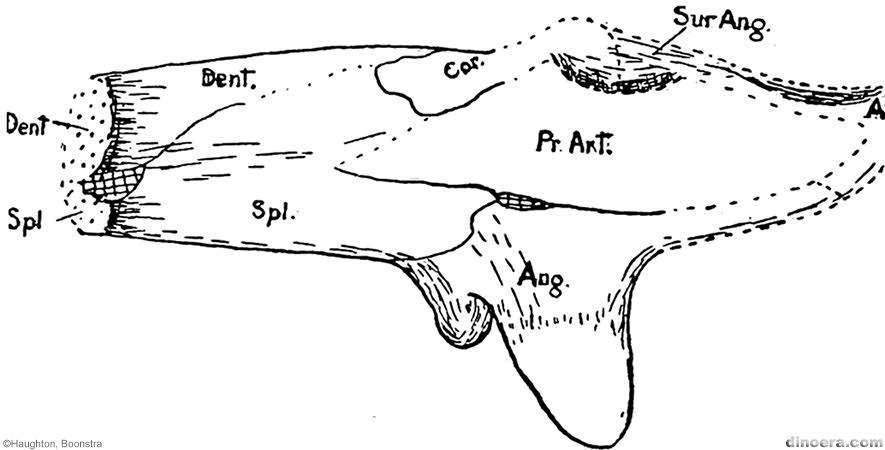 Pareiasaurus serridens
