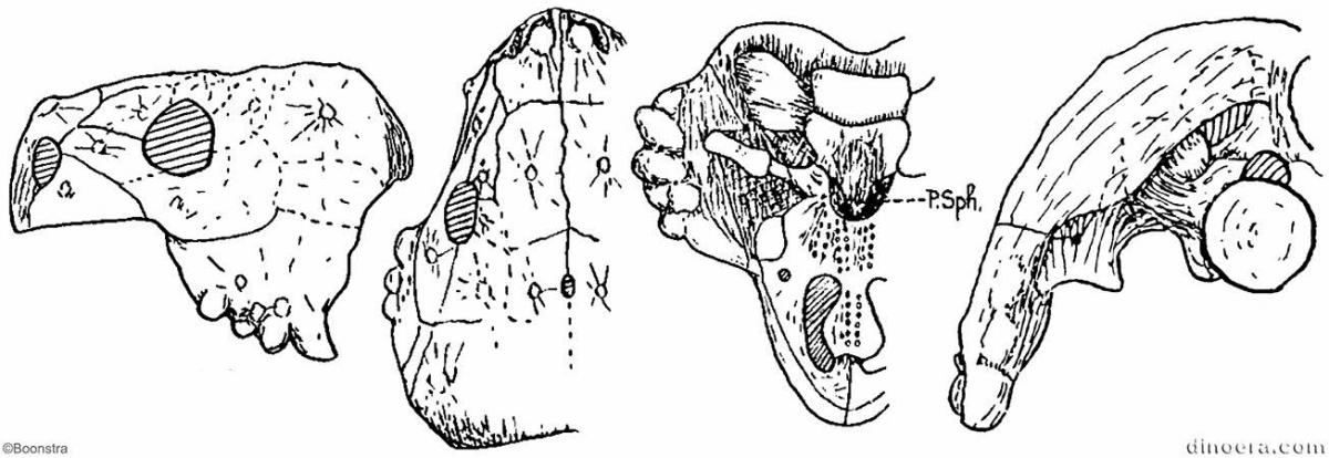 Pareiasaurus serridens