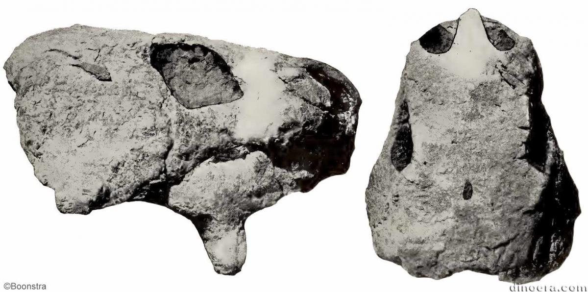 Pareiasaurus strubeni