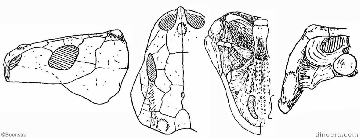 Pareiasaurus strubeni