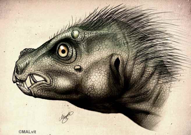 Pegomastax africanus 12 by MALvit cc