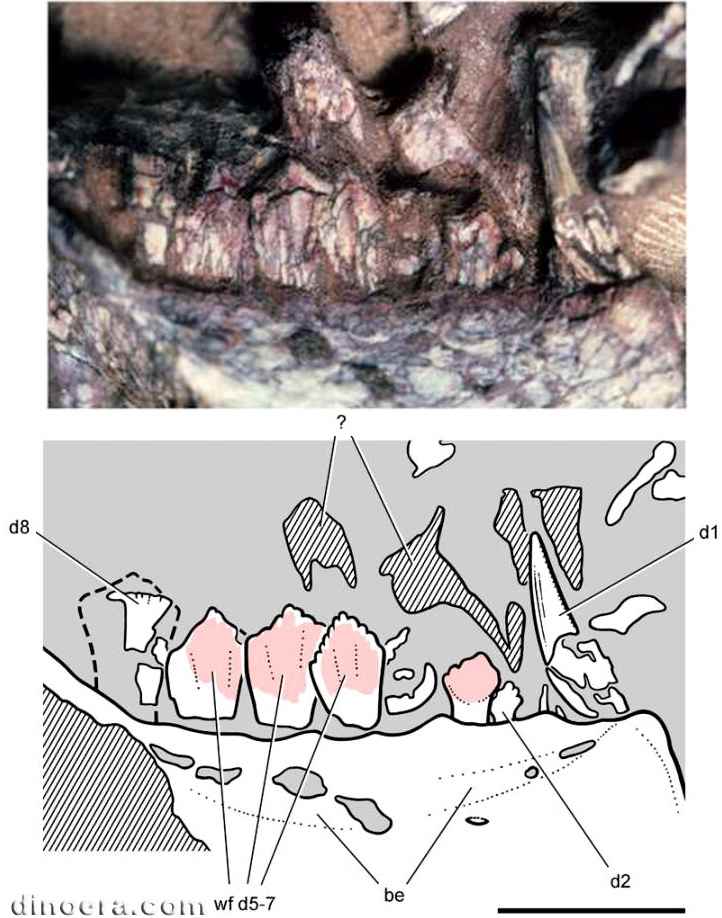 Pegomastax africanus 22 cc