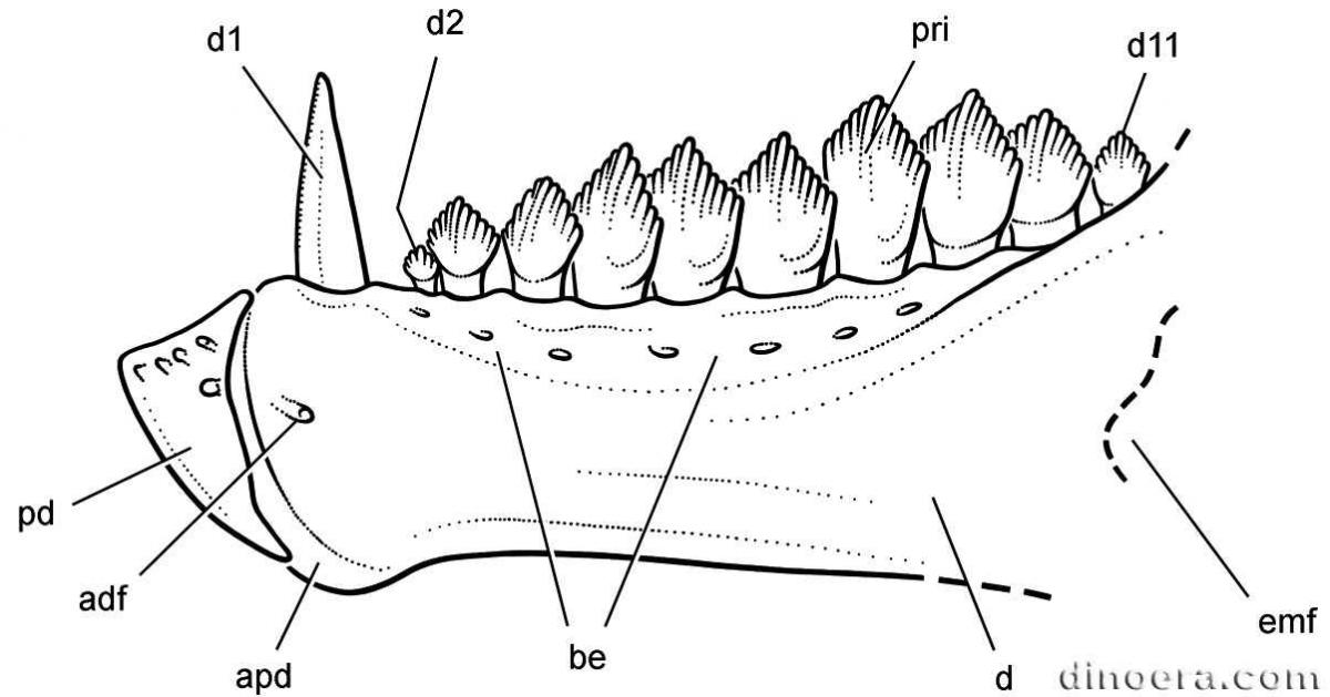 Pegomastax africanus 23 cc