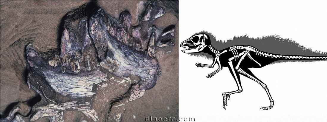 Pegomastax africanus 25 cc